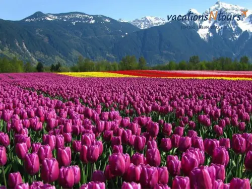 The Maharaja Kashmir Jou...